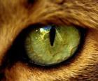 πράσινα μάτια γάτας